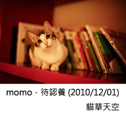 momo．待認養 (2010/12/01)  貓草天空